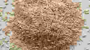 Brown rice is an ancient grain
