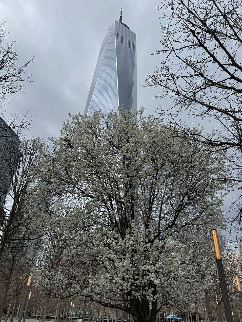 Close-up view of Survivor Tree in blossom at 9/11 Memorial