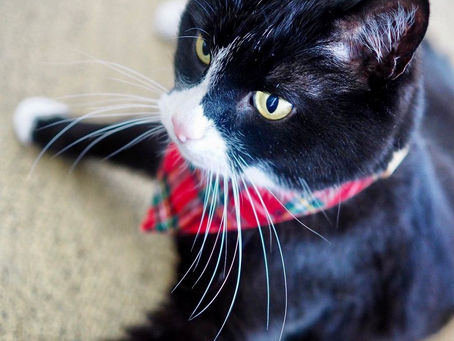 Kitty's Log: 21 April 2021