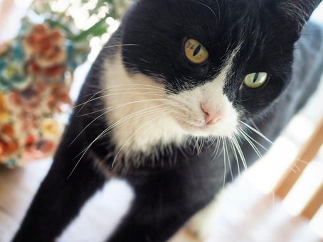Kitty's Log: 21 May 2022