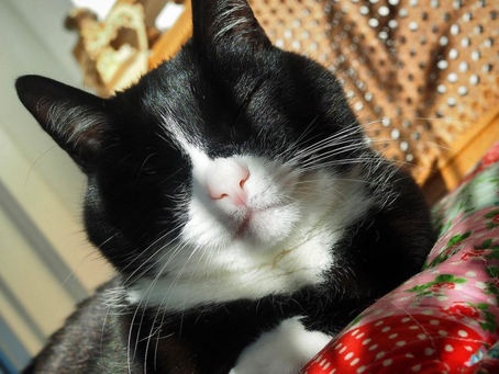 Kitty's Log: 24 February 2021