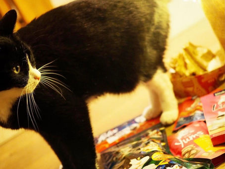 Kitty's Log: 29 December 2020