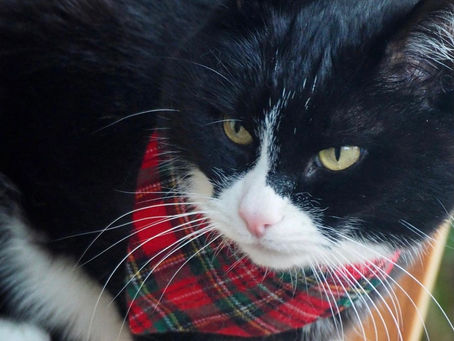 Kitty's Log: 9 November 2021