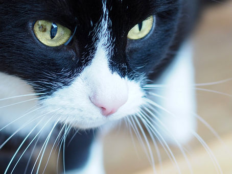 Kitty's Log: 07 April 2021