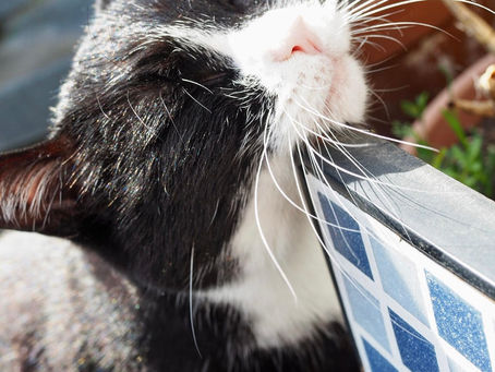 Kitty's Log: 18 April 2022