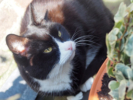 Kitty's Log: 15 April 2021