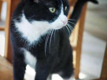 Kitty's Log: 27 September 2021