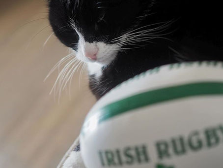 Kitty's Log: 27 October 2020
