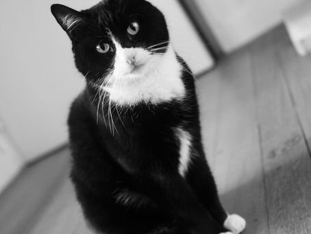 Kitty's Log: 17 November 2020