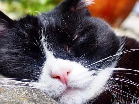 Kitty's Log: 18 June 2021