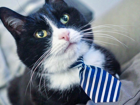 Kitty's Log: 16 January 2022