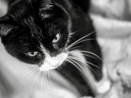 Kitty's Log: 26 May 2021