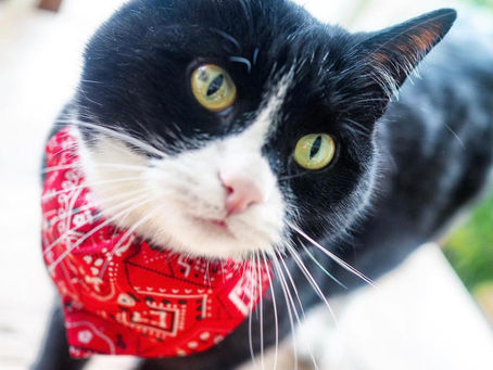 Kitty's Log: 18 May 2021