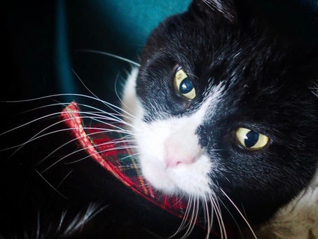 Kitty's Log: 26 January 2021