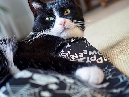 Kitty's Log: 3 November 2020