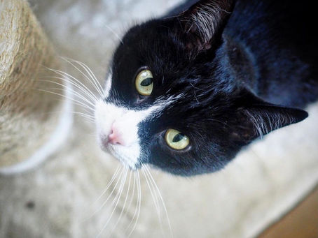 Kitty's Log: 03 August 2021