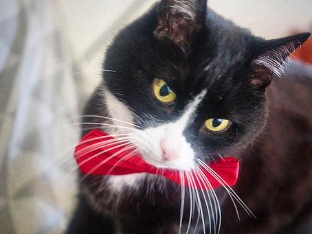 Kitty's Log: 25 July 2021
