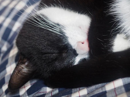 Kitty's Log: 09 July 2021