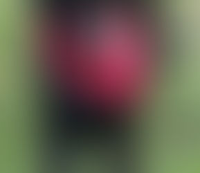 We Plan and God Laughs