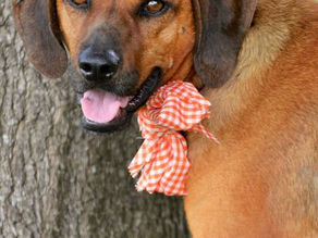 The Journey of Lucy Girl and Donna Plowman