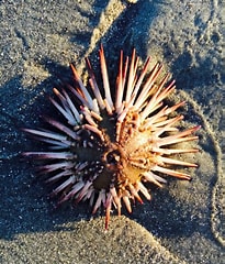 Urchin with spines