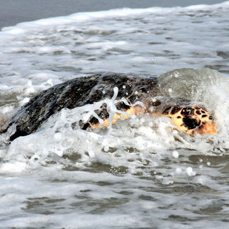 Copper catches a wave