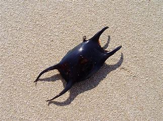 Devils shopping bag/ mermaid's purse 