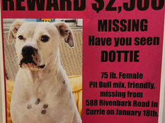Multiple Family Dogs Missing in Pender County Area – Community Desperate for Help