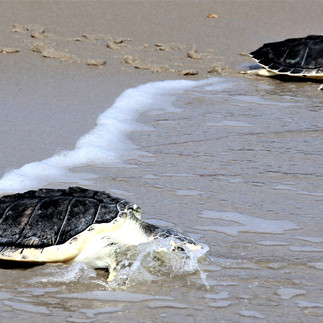 Maddie and Black Pearl race to the water