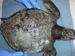 Sea Turtle Hospital News