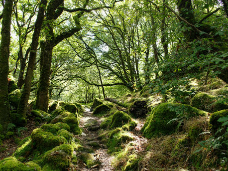 Mindfulness in Nature for All
