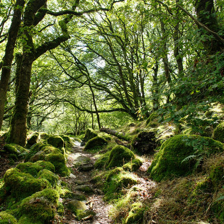 Mindfulness in Nature for All