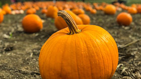 What's On: Halloween 2023