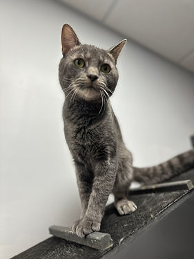 Denny for adoption.JPG