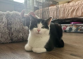 willow for adoption.JPG