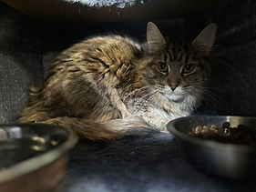 Sage not bonded for adoption.JPG