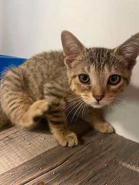 wilbur for adoption.JPG