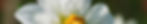 Doneer_bloemen_fotografie_On_a_hazy_morning_001004.jpg