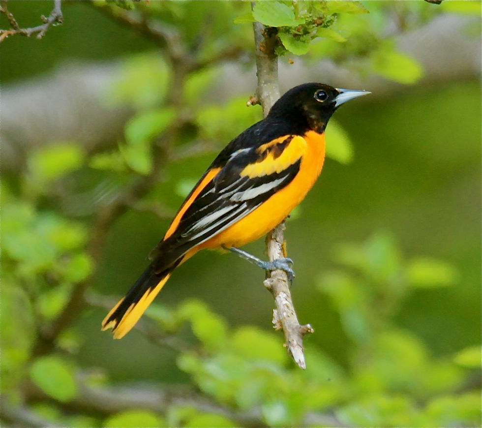 For the Love of Birds: Spring Lecture Series