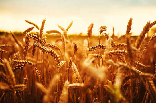 Grain field_edited.jpg