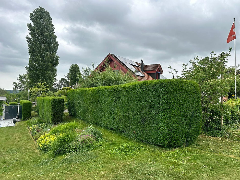 Professional property care image 1
