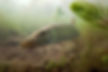 pike