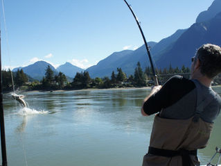Playing a giant sturgeon