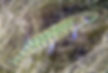pike fry