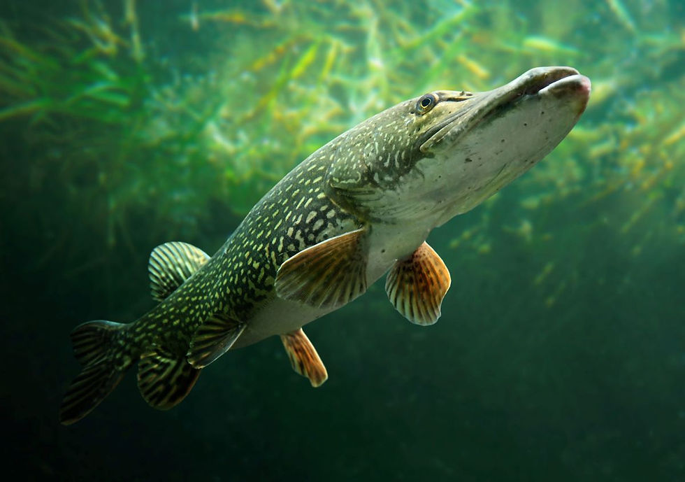 underwater pike