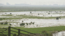 Protecting the Precious Wetlands of the Broads: Challenges and Solutions