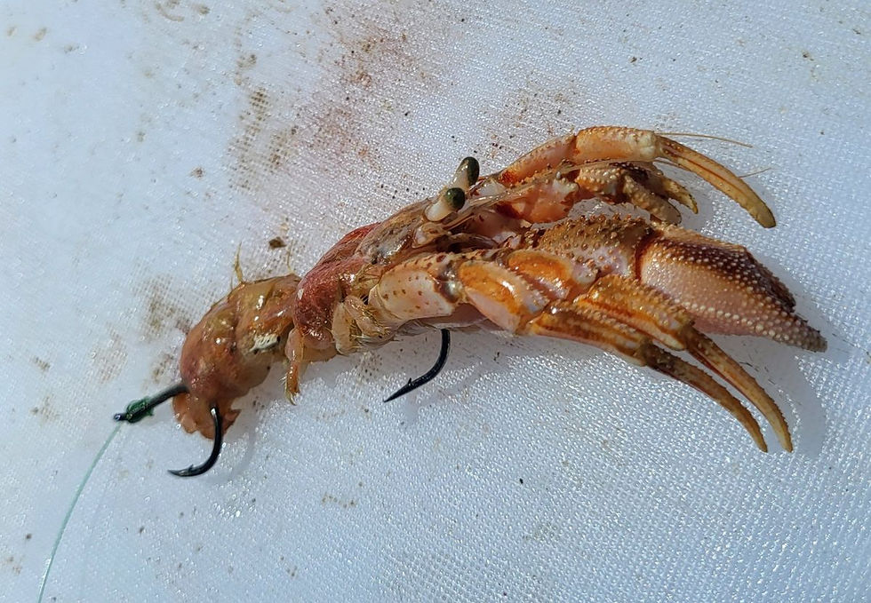 UK Fishing School Hermit Crab