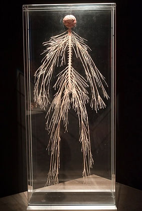 nervous system_edited_edited.jpg