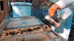 photo of our beekeeper smoking the bee hive