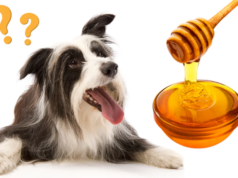 IS HONEY SAFE FOR DOGS?